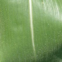 Corn Healthy